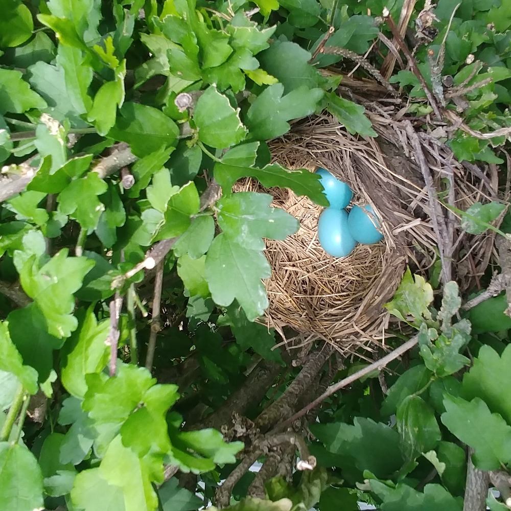 Meet your Posher, Robin